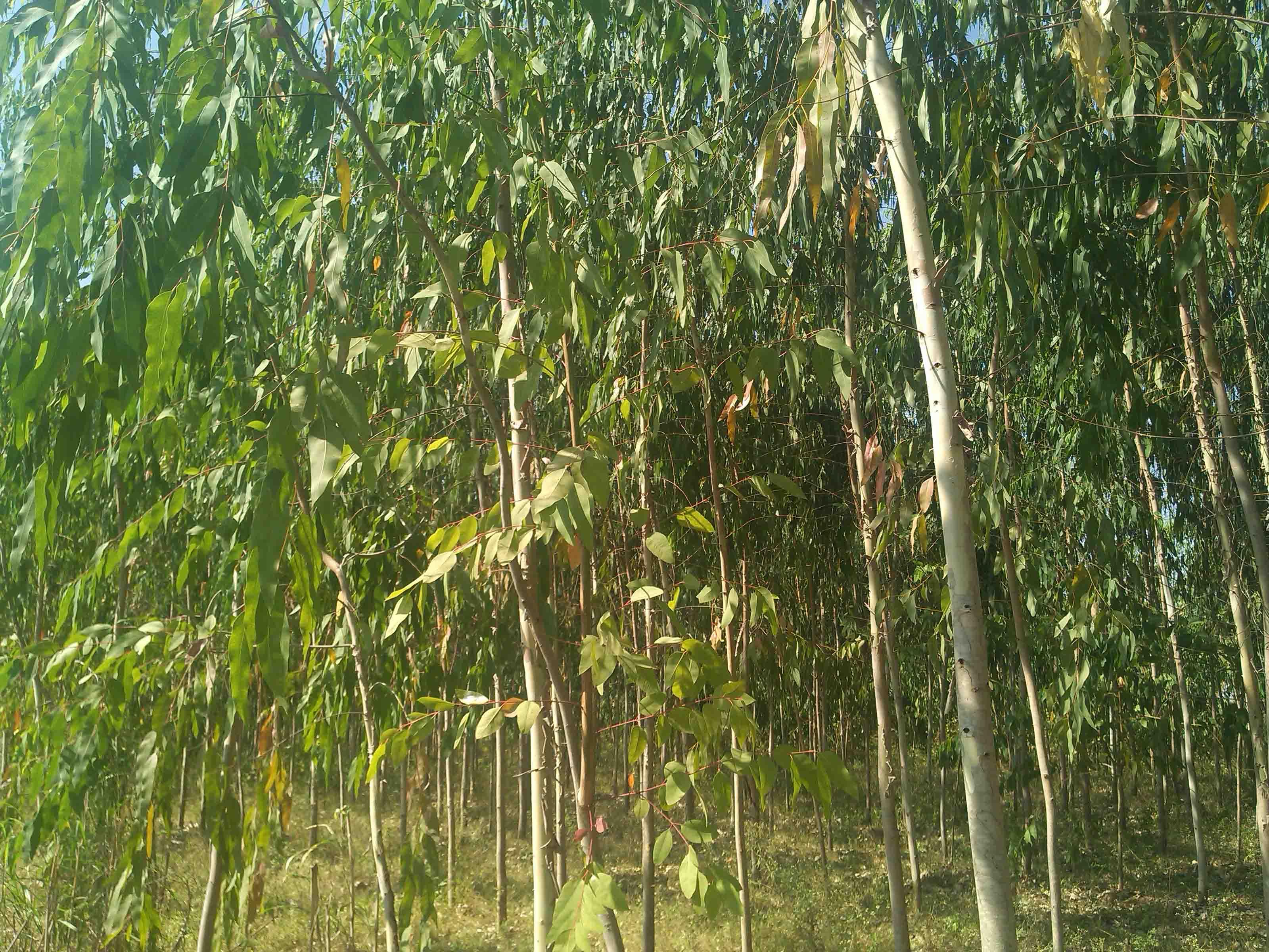 Environmental Management & Green Initiatives